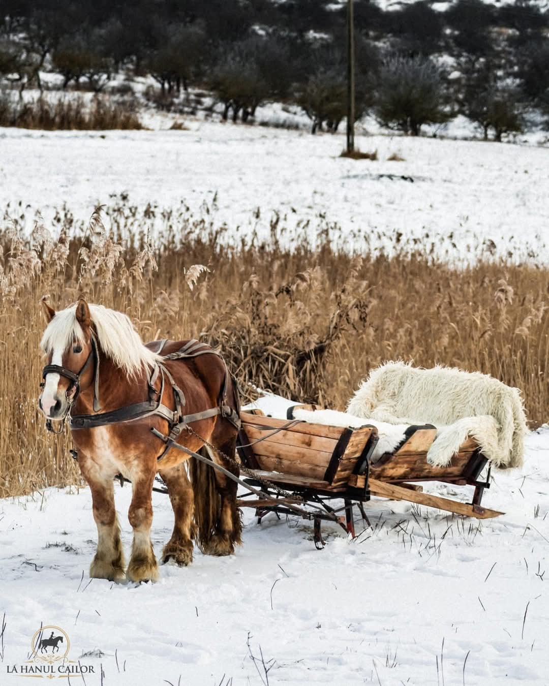 la hanul cailor00034